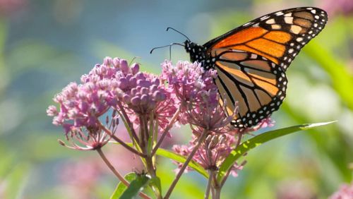 Asclepias Incarnata Milkweed-Pink Blooming--3.5 inch container